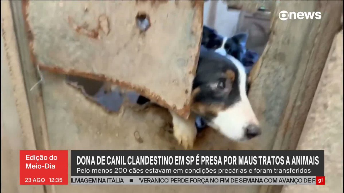 🚨BRASIL: Mais de 200 animais foram resgatados de um canil clandestino, em SP.