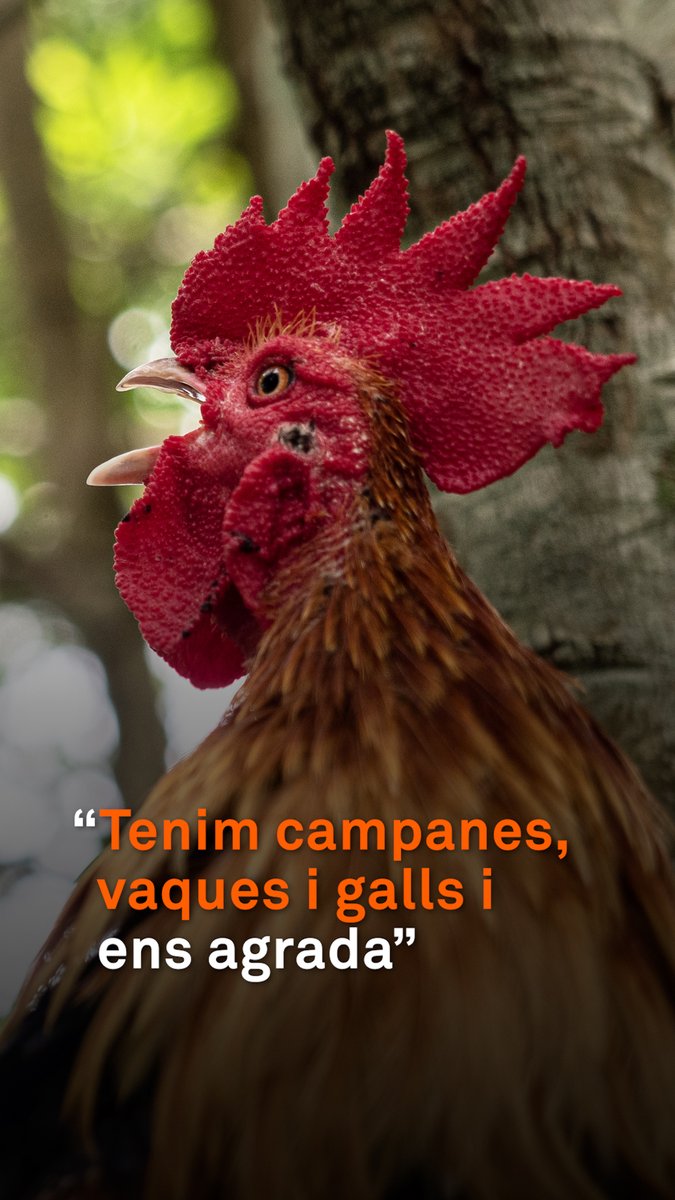"Tenim campanes, galls i vaques, i ens agraden". Els pobles reivindiquen la ruralitat i els sons que, a vegades, molesten alguns visitants