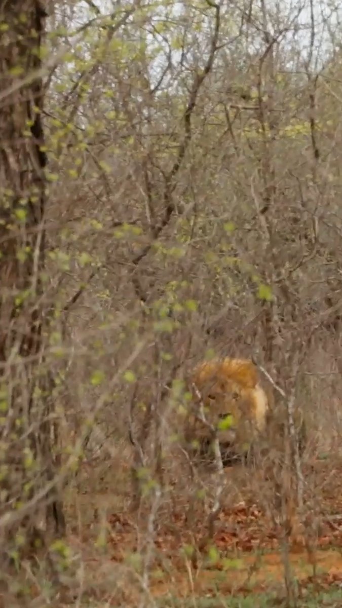 😱 Survivalists face a charging lion! 🦁 What would you do in this situation? New #NakedAndAfraid: Apocalypse TONIGHT at 8P Discovery.