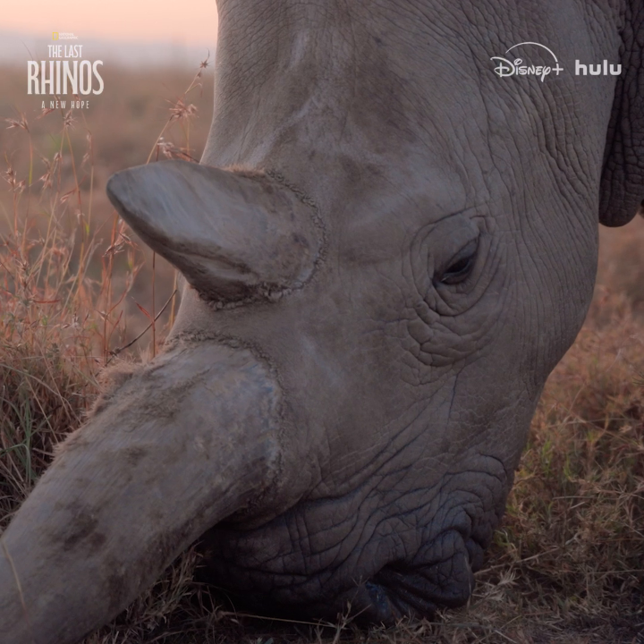 With the last two northern white rhinoceroses both being female, a team of scientists must do what's never been done before in order to save the species—create the world’s first surrogate rhino pregnancy.