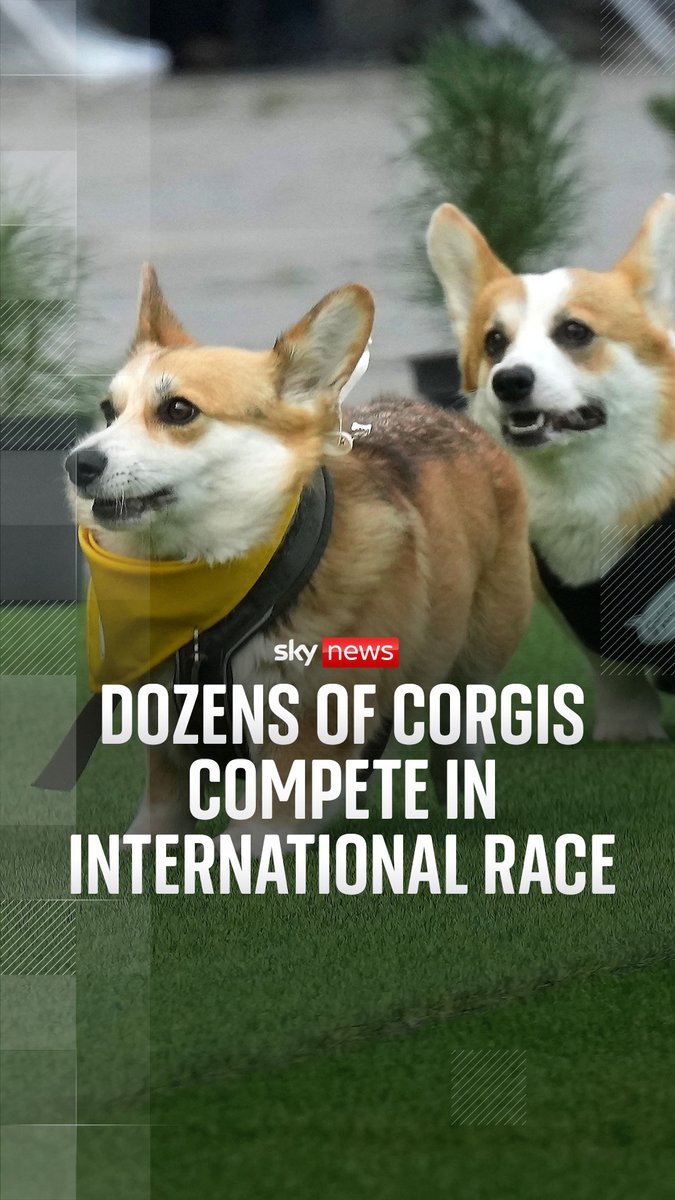 A total of 120 teams from countries including Poland, Latvia, Germany, Austria and Italy have competed in the Corgi Race Vilnius 🐶 The event featured solo sprints, a 'mightiest voice' contest, costume challenges, and group races. Latest world news ➡️