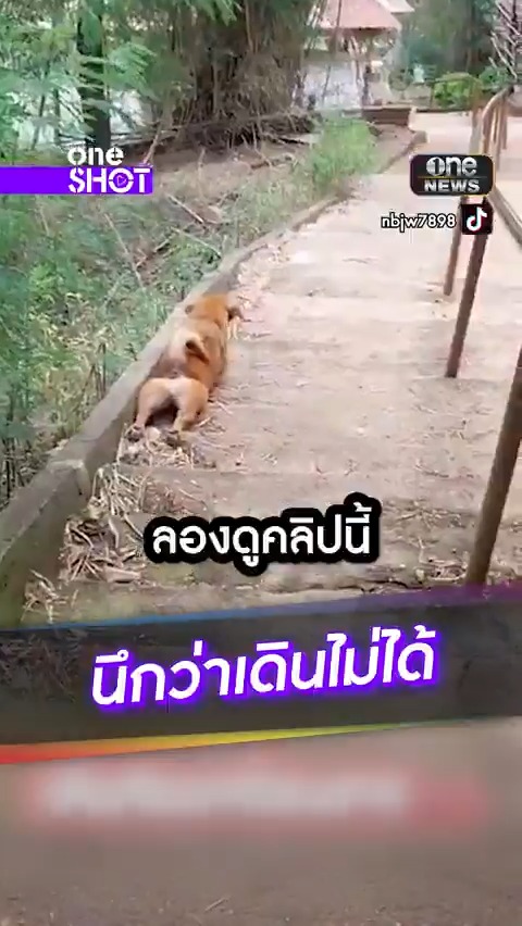 คุณหลอกดาว! โดนน้องหมาแกงหม้อใหญ่ #oneShot #สำนักข่าววันนิวส์