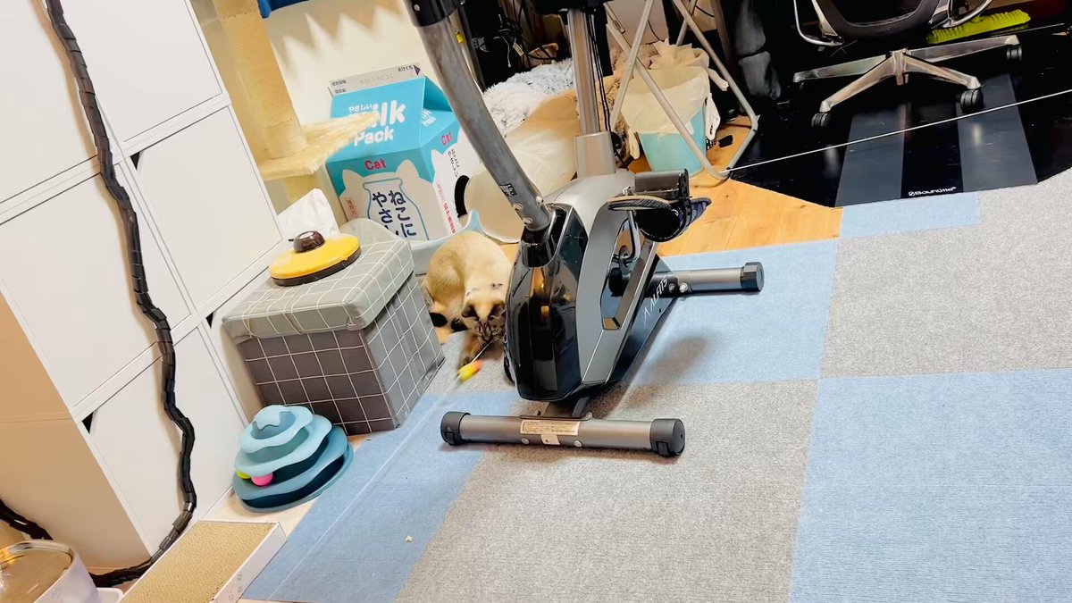 例の流行ってるオモチャが届いた これはとても良い…w ひたすら追いかけてる