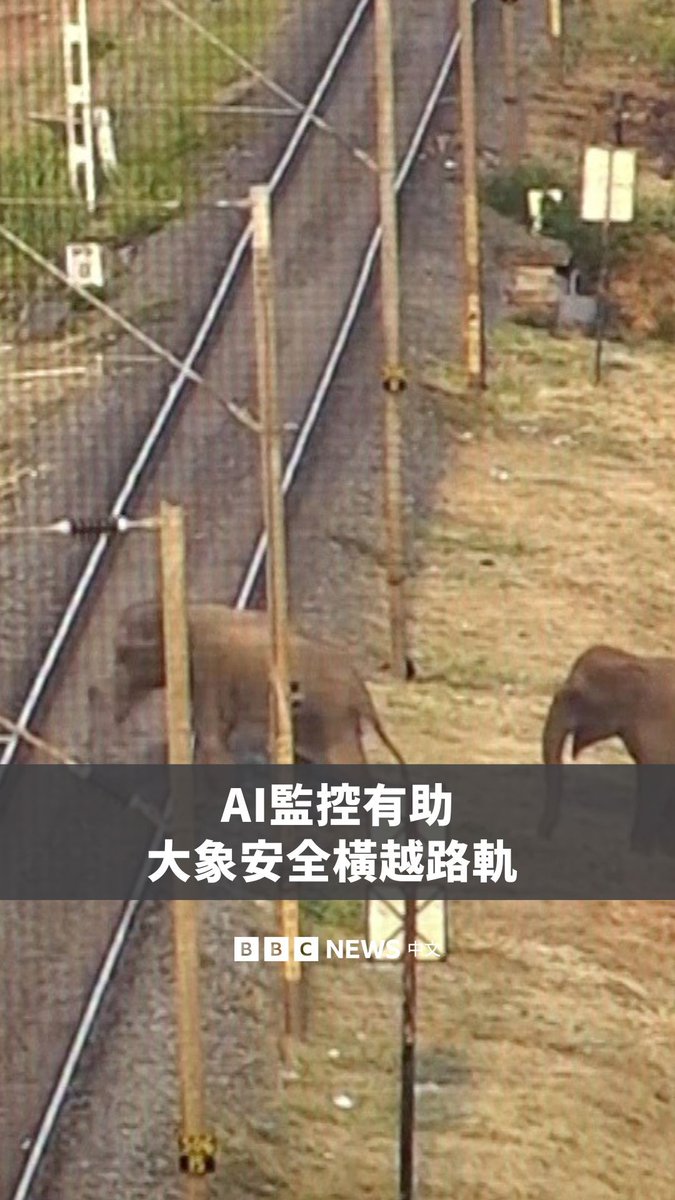 印度南部泰米尔纳德邦正采用一套人工智能监控系统,旨在防止大象遭遇火车撞击。该系统设置于马杜卡莱铁路沿线,由12座塔台组成,每座塔台配备具备热成像和可见光功能的AI摄像头,并能进行实时监控。当地部门表示,自2023年11月投入使用,已协助超过6500头大象安全穿越铁路,期间未再发生大象死亡事故。