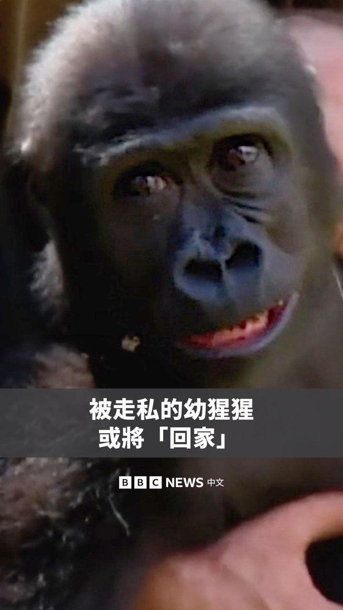 去年，一只被走私者试图从尼日利亚带往土耳其伊斯坦布尔的幼猩猩在当地机场被发现。 这只幼崽经由公开命名活动取名为“Zeytin”，意思为“橄榄”，它被发现后一直由波罗内兹科伊动物园照顾，并持续健康成长。 土耳其当局正在寻求尼日利亚方面的保证，以确保Zeytin回国后不会遭遇非法交易的威胁。