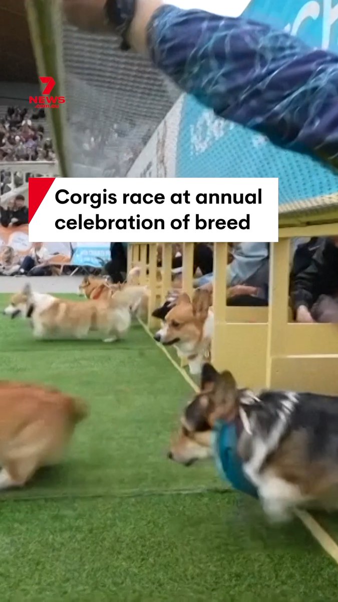 Hundreds of corgi dogs and their owners gathered in Vilnius for the annual corgi race, celebrating the beloved breed with competitions and a costume fashion show. The event featured multiple races where the short-legged dogs sprinted toward their cheering owners at the finish line. #corgi #doge #memedog #dogs #race