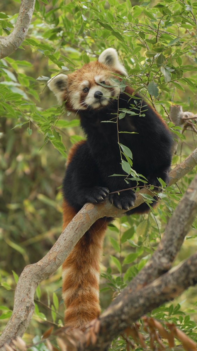 Adira says hi to all from the treetops 👋