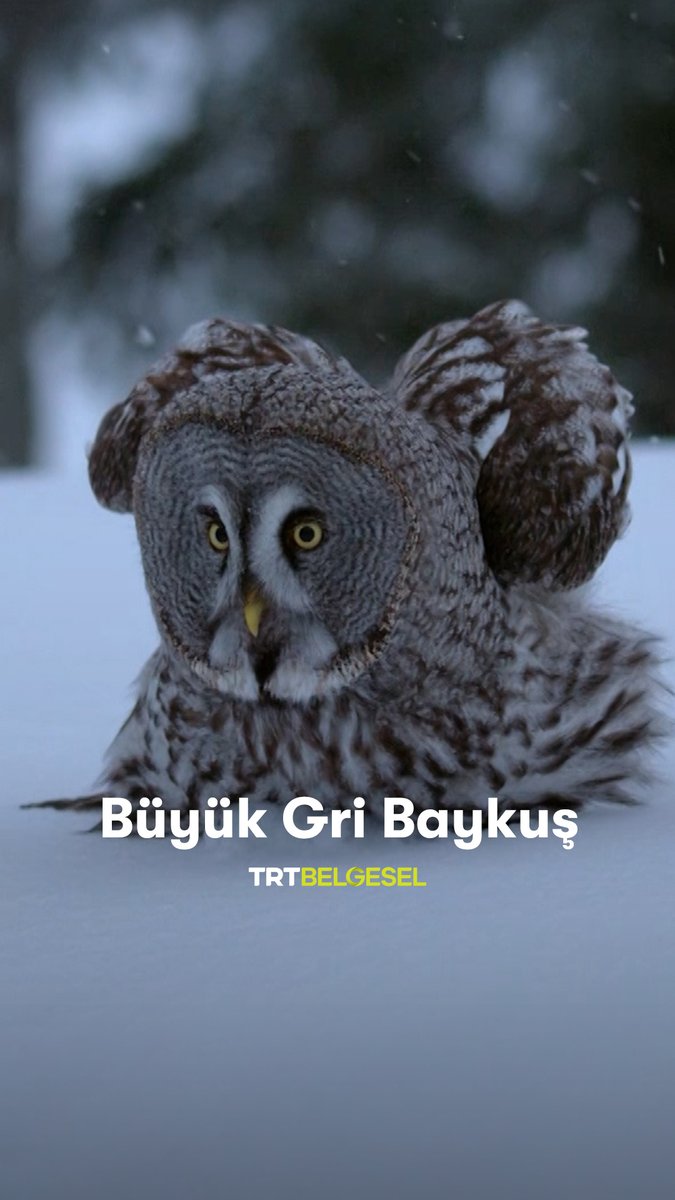 Tundra ormanlarında büyük gri baykuşu gözlemliyoruz. "Yırtıcı Kuşlar", TRT Belgesel’de.