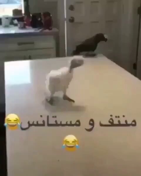 حضرت كل المباريات بالارينا بس حققنا النخبه والدوري
