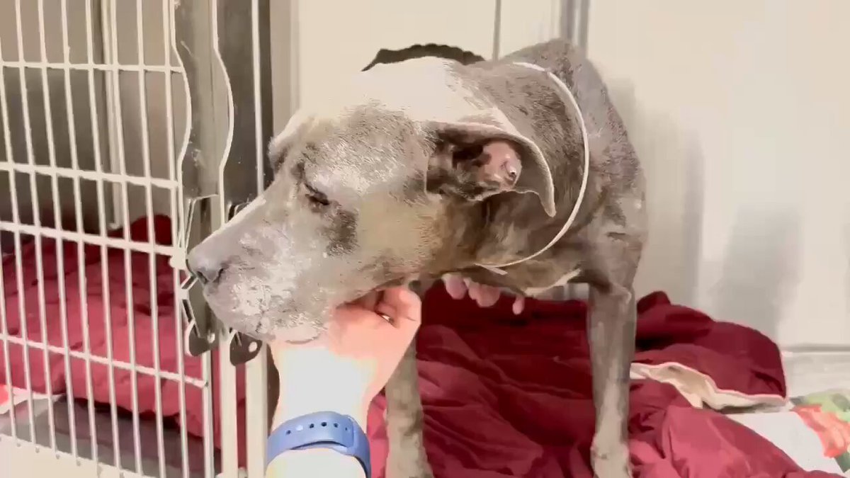 💔🐾 HAZEL #A641406 Found stray 8/4 🚨Can be ☠️ at anytime 5yrs 38lbs 🚑Currently on med watch 🏥 HW+ no teeth, CIRDC and overbred Please #PLEDGE #FOSTER #ADOPT Harris County Pets 612 Canino Houston #TX