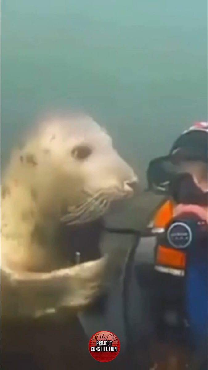 🦭💦 When you think you own the ocean… but the seal has other plans. Seal: “Excuse me, sir, you’re trespassing in my private property—Mmm… no, tickling me won’t change my mind!” 😂 Who knew seals were such strict (but friendly) gatekeepers? This little guy just made the underwater world a whole lot cuter. Tag someone who’d get totally bossed around by a seal!