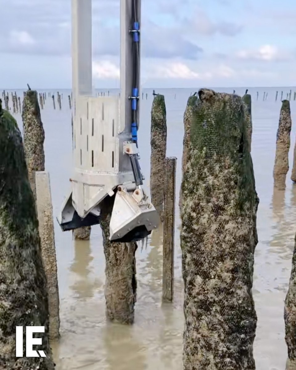 A hydraulic machine scrapes oysters from bouchot poles, collecting clusters efficiently into baskets for sustainable aquaculture. 🎥 matte_les_moules / TT