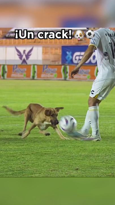 Porque siempre nos hacen la vida más feliz 🐶 ⚽️ Feliz Día Internacional del Perro 🐾
