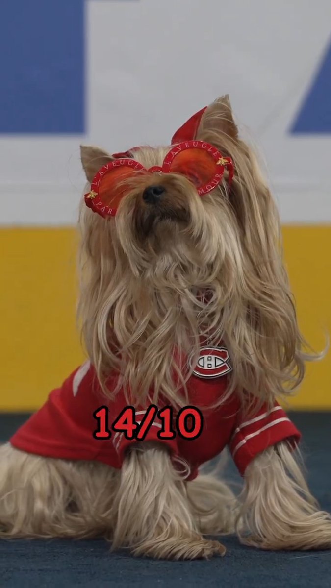 Bonne Journée nationale du chien de la part de notre Club canin! 🐶 Happy #NationalDogDay from our Dog Club! #GoHabsGo