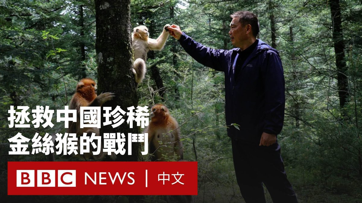 在中国中部的神农架林区，中国的科研人员正在为拯救珍稀的金丝猴而战斗。在1980年代，当地人猎捕猴子以获取它们的肉和毛皮。伐木也让它们的栖息地萎缩，使野生猴子数量降至500只以下。 但现在情况已有很大转机。随着猴子保护区禁止游客进入，科学家和当地人组成巡逻队，猴子的数量已增加至1600多只。