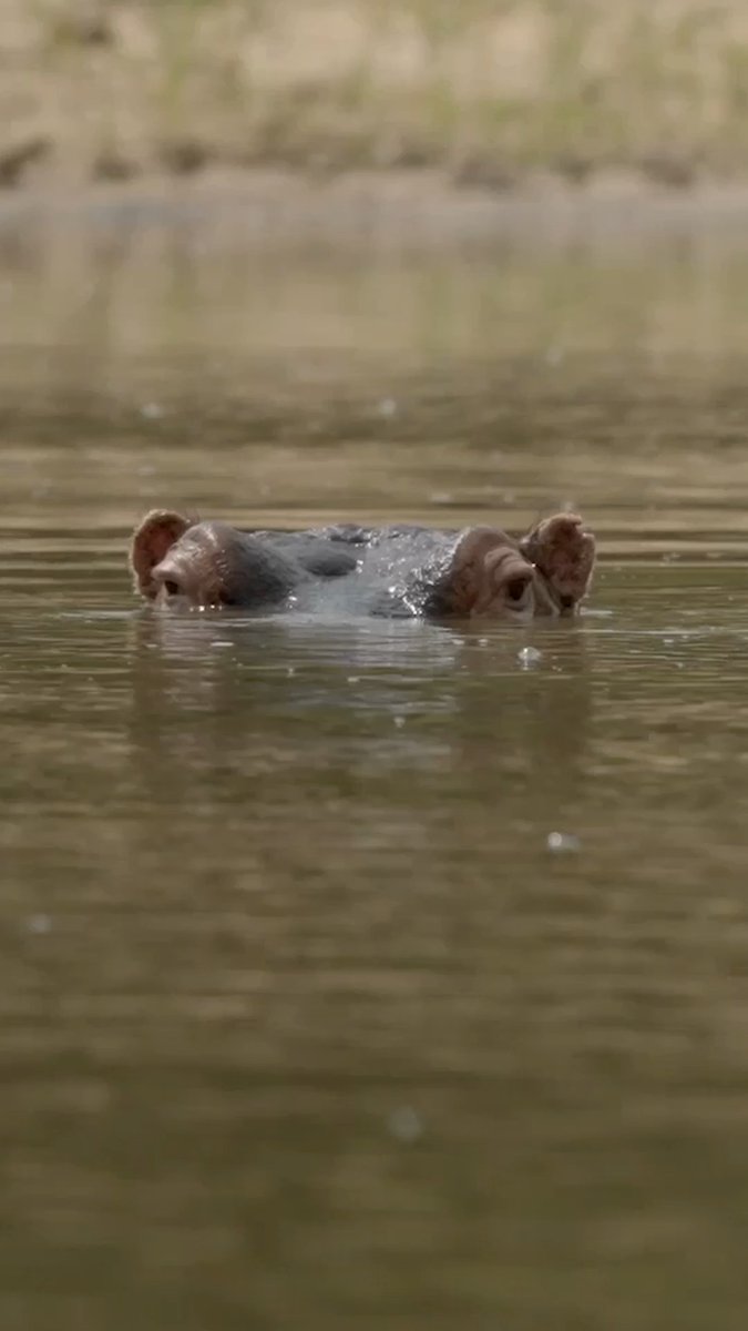 Relief turns to fear as survivalists reach a watering hole and come face-to-face with a hippo 🦛 New #NakedAndAfraid: Apocalypse Sunday at 8P on Discovery.