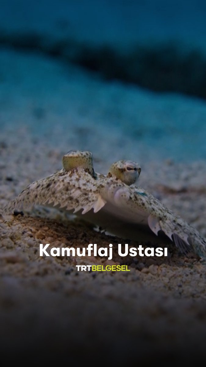 Kaş'ın derinliklerinde pisi balığını gözlemliyoruz. "Derinlerdeki Hayat", TRT Belgesel’de ve Youtube kanalımızda.
