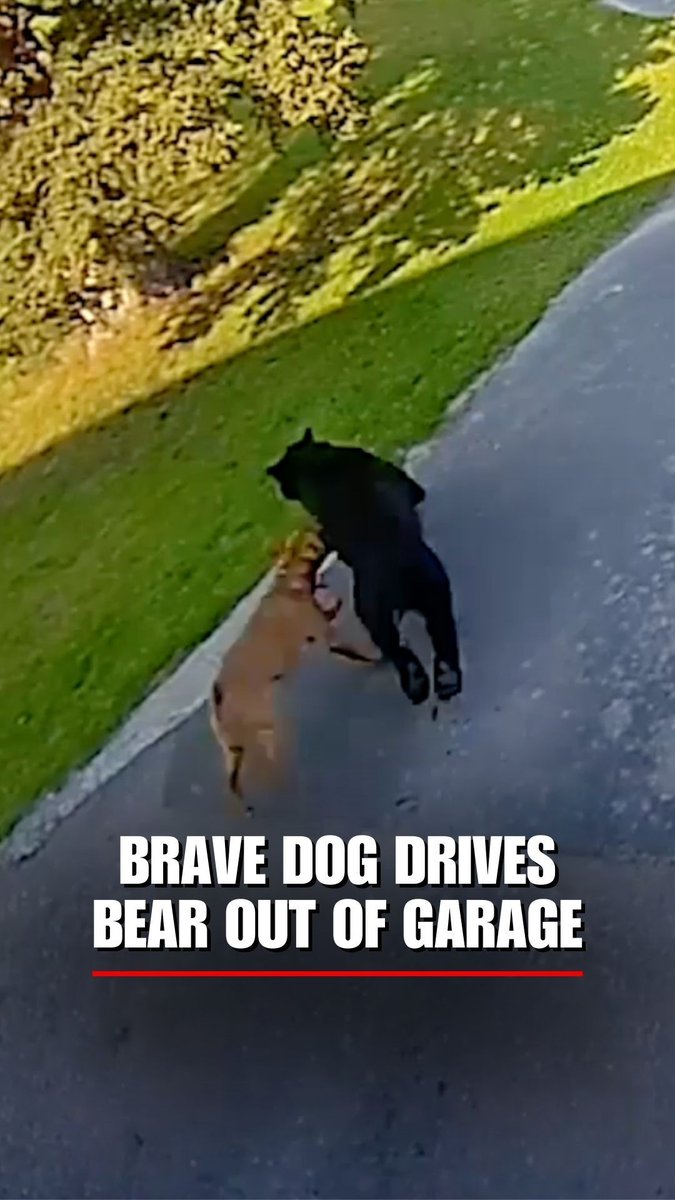 Security footage shows a dog chasing a bear out of a garage, sending it tumbling across the yard as the homeowner arms himself.