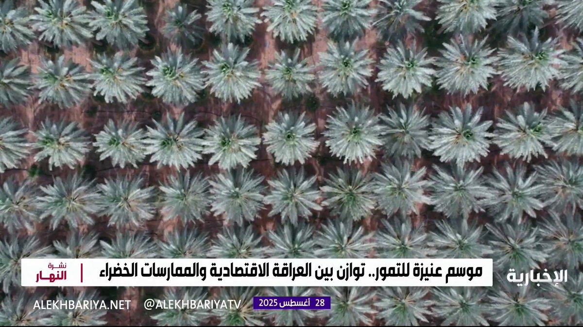 موسم عنيزة للتمور.. قصة نجاح عالمية في الاستدامة الزراعية #الإخبارية