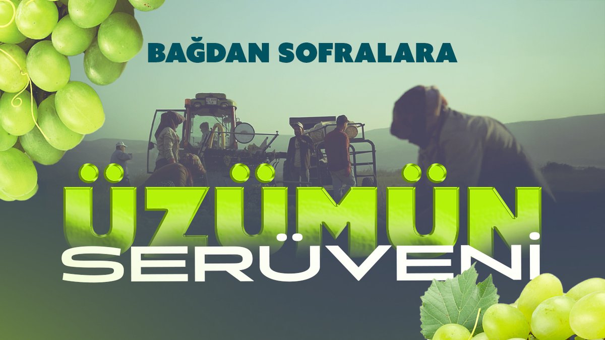 🍇Bağdan sofralara üzümün serüveni… Manisa Alaşehir’de bağ bozumu mevsimi geldi. Bağlarda mesai sabahın ilk ışıklarıyla başlıyor, özenle toplanan üzümler dünyanın dört bir yanına ihraç ediliyor. Gelin, Alaşehir üzümünün yolculuğuna eşlik edelim.👇