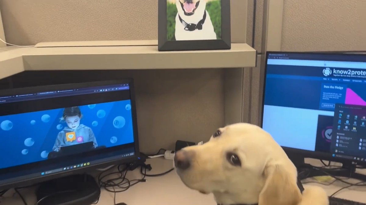 🐾 Join the amazing electronic storage detection K9s at @OurRescue in keeping kids and teens safe online — take the #Pledge2Protect at and pass it along! #K2P