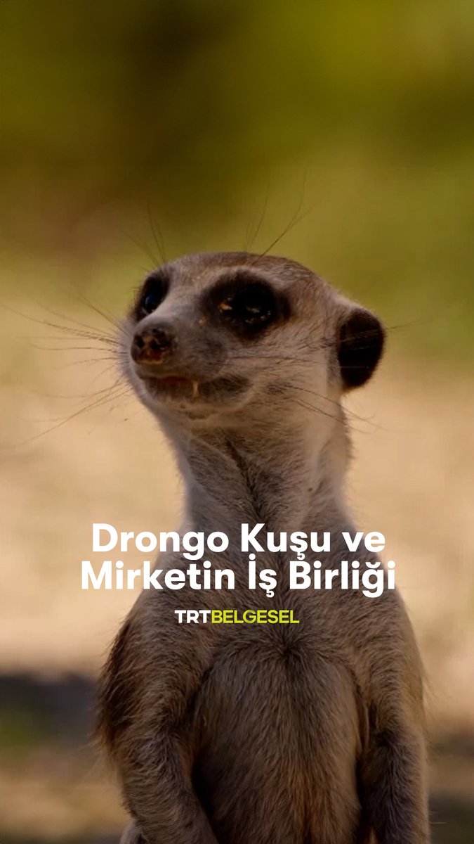 Doğaki ilginç iş birliğine ve drongo kuşunun sinsi davranışlarına tanık oluyoruz. "Kalahari: Gizli İş Birlikleri Diyarı", TRT Belgesel’de.