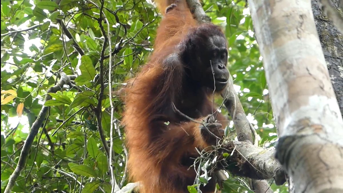Wild orangutans feast on fruit to prepare metabolically for famine, according to a new field-based study in Science Advances.