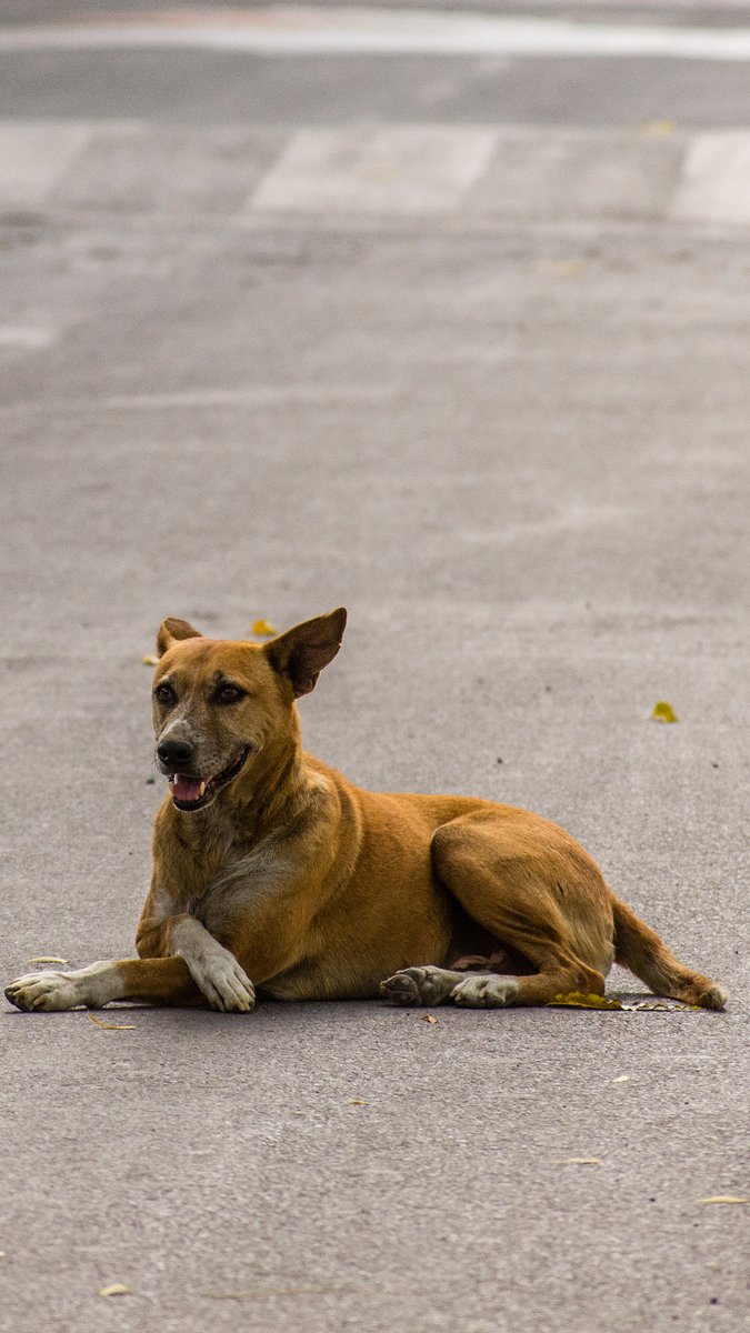 How should Delhi deal with its stray dogs? Dan Strumpf explains why this question has sparked recent protests and challenges to India's Supreme Court: