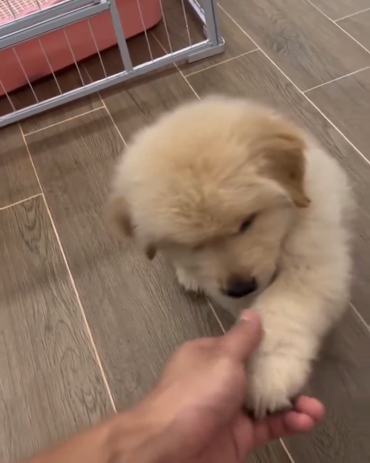 Adorable puppy is so happy 🐶💙