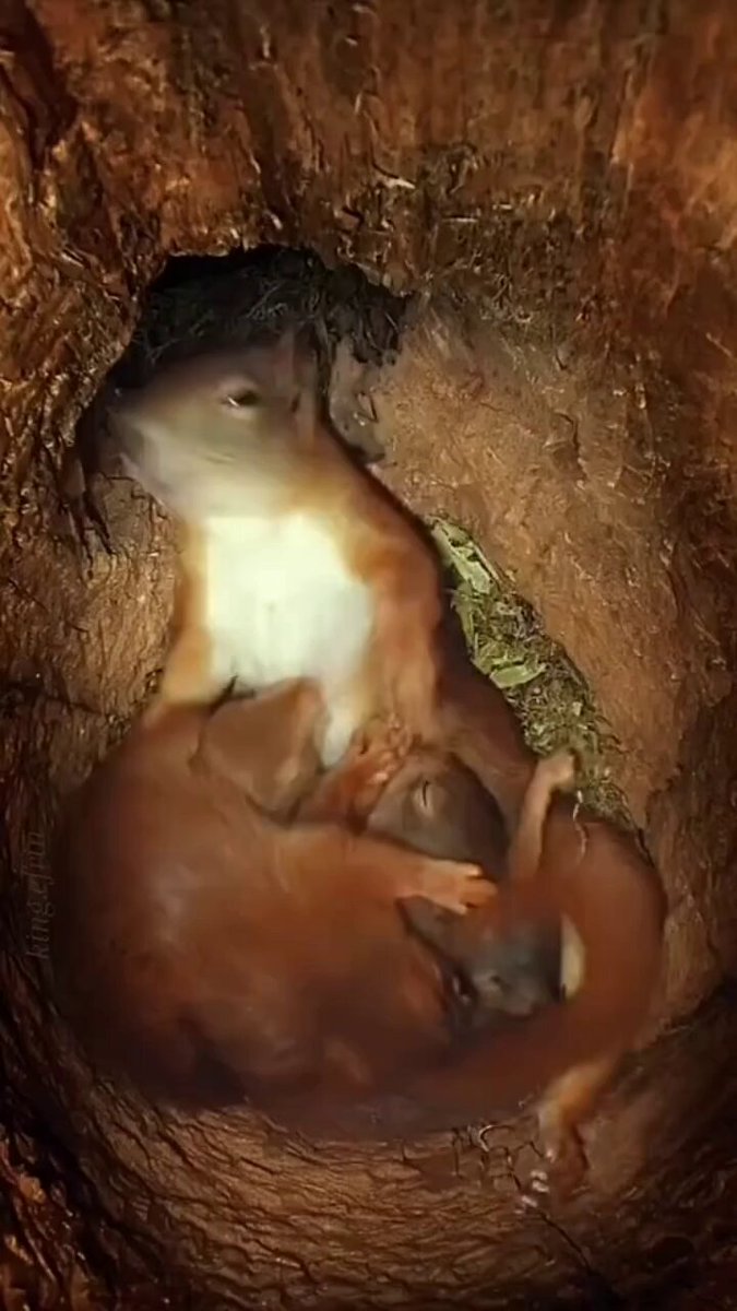 Mama squirrel and her babies..🐿️😍