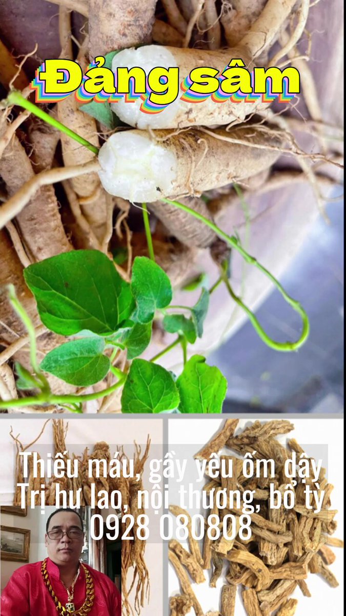 Đẳng sâm rừng hoa tím có tác dụng gì bán ở đâu hàng chuẩn