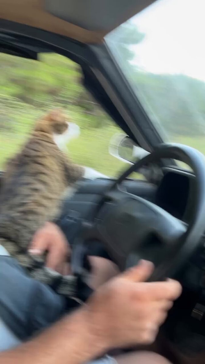 Sahibiyle arabada seyahat ederken camdan yolu takip eden bir kedi.