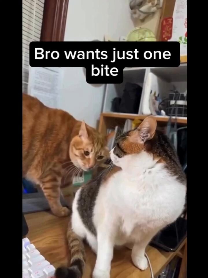 Never trust an orange cat