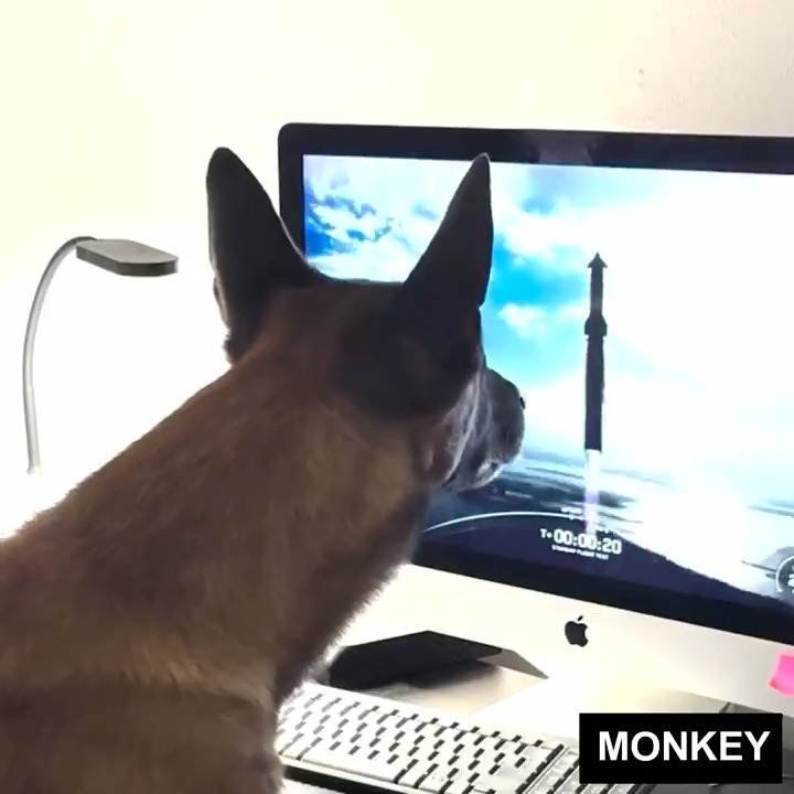 Even dogs love Starship! 🐶❤️ Elon Musk