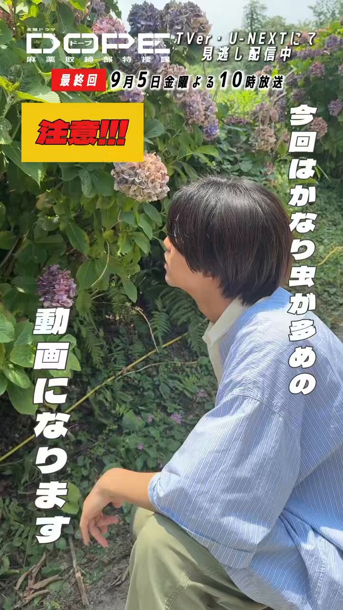 ◤𝟫月𝟧日金曜よる𝟣𝟢時 𝑫𝑶𝑷𝑬 麻薬取締部特捜課 ◢ ＼撮影合間にムシを探しています②☀️／ どうも。ムシ探師です🐛 今回は、紫陽花の葉っぱにいた"ハゴロモ"を 観察させていただきました🔍 思いついたワードでたくさん名前をつけました🎇 #ドラマDOPE #髙橋海人