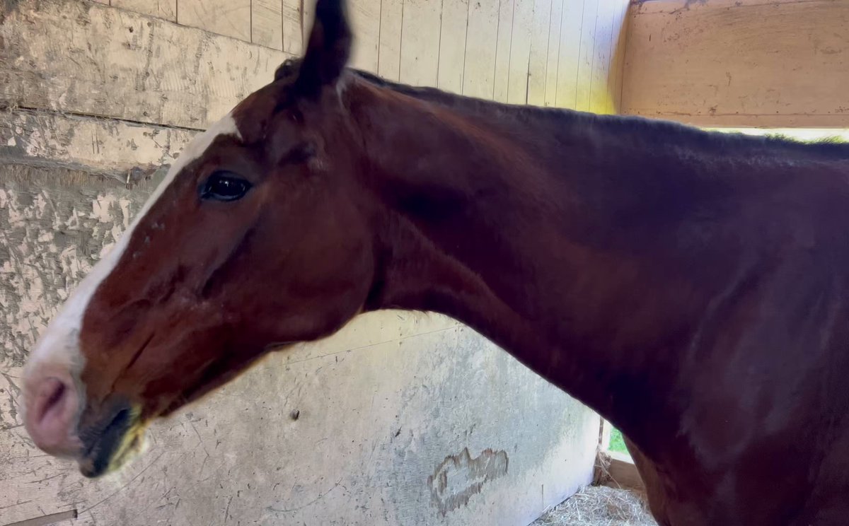 いきなり突撃してくるドットさん🐴 ⋯どうやら首が痒かったらしい（激しめ） ※見学詳細は競走馬のふるさと案内所HP参照 ※音声、人物カットしてます。 #メイショウドトウ