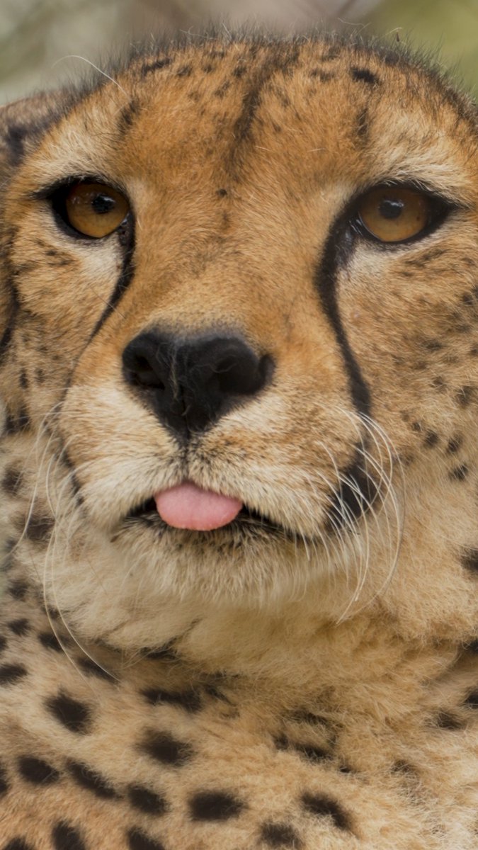 Bleptember has begun 🫡