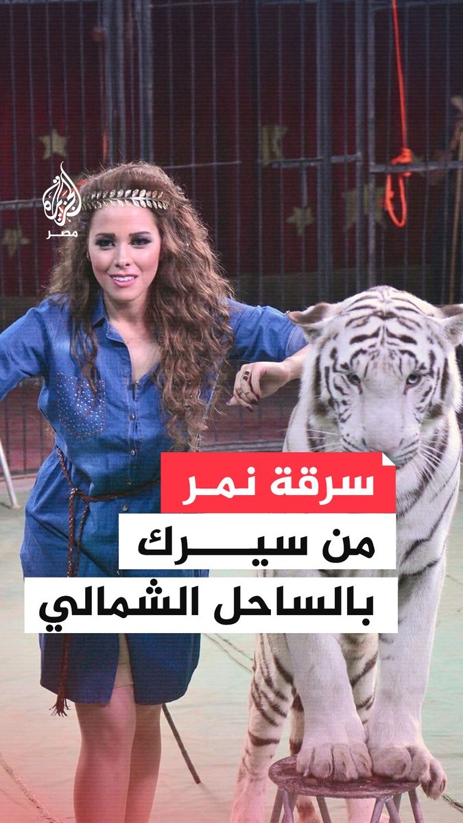 سرقة نمر أبيض نادر من سيرك بالساحل الشمالي والشرطة تكشف تورط أحد العاملين.. ما القصة؟