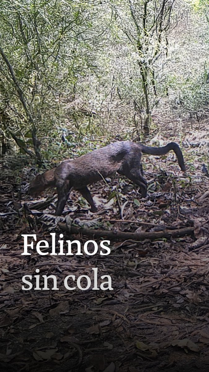 🚨🐅 Cámaras trampa revelan que ocelotes y yaguarundíes tienen anomalías físicas, pero no se conoce la causa. El hallazgo muestra la vulnerabilidad de la fauna en el Bosque Protector Cerro Blanco, en #Ecuador, acorralada por el crecimiento urbano.