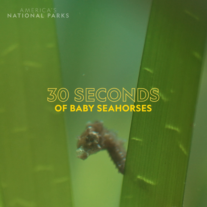After up to 45 days in their father’s brood pouch, baby seahorses—each around the size of a jelly bean—float together in small groups, wrapping their tails around one another as they travel. #AmericasNationalParks is now streaming on Disney+ and Hulu.