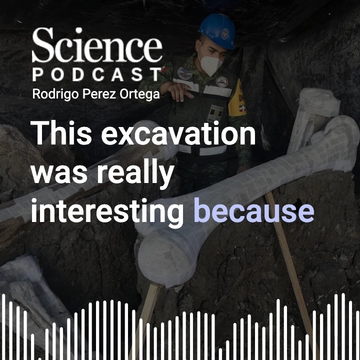 In this week's #SciencePodcast🎙️, Staff Writer Rodrigo Pérez Ortega joins host SarCrespi to talk about a megafauna megafind that rivals the La Brea Tar Pits. 🎧 Listen here: