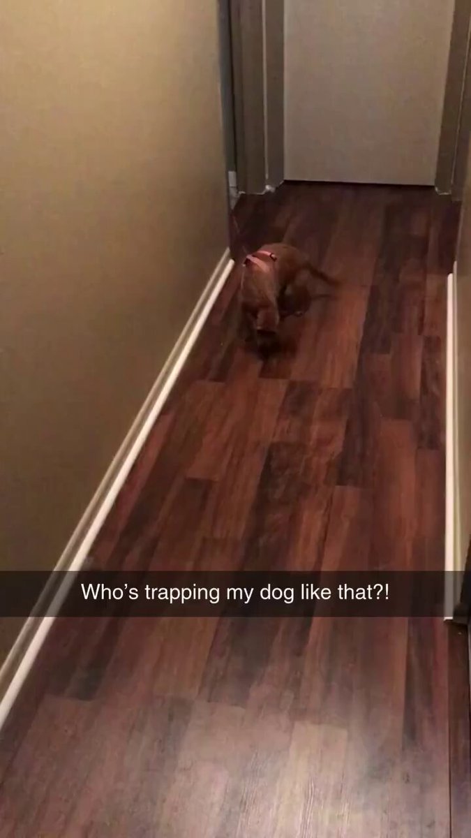 Who's trapping my dog like that?!