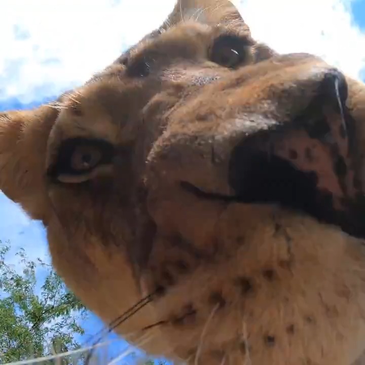 If you hide a camera in the lion habitat ... they're going to find it and play with it!