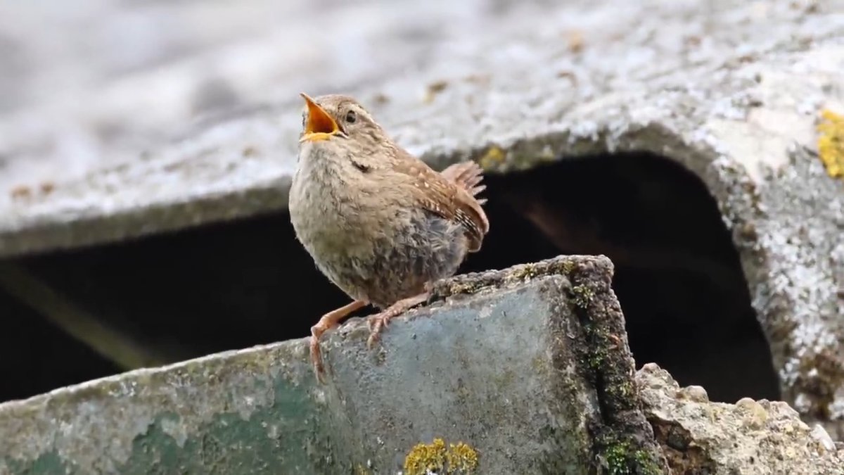Rare to catch a Eurasian Wren out in the open singing. Elmley, Kent