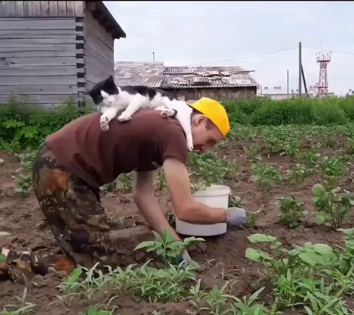 This is how he helps his dad with the gardening 😹