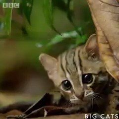 世界最小の猫サビイロネコがスリランカの森の中を歩いて餌を探したりしている姿