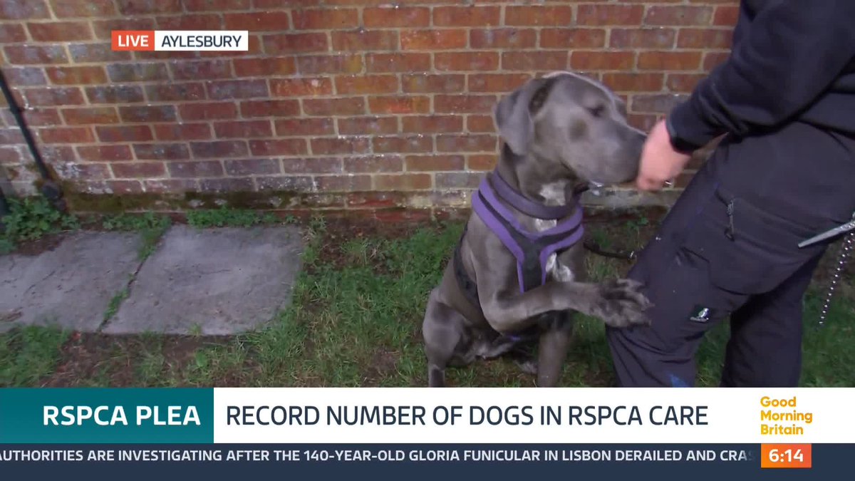 The RSPCA has told GMB that the number of dogs currently in their care is the highest on record after several large-scale cruelty and neglect cases. The number is more than double what it was at the height of the pandemic. @nickdixonitv has the latest.