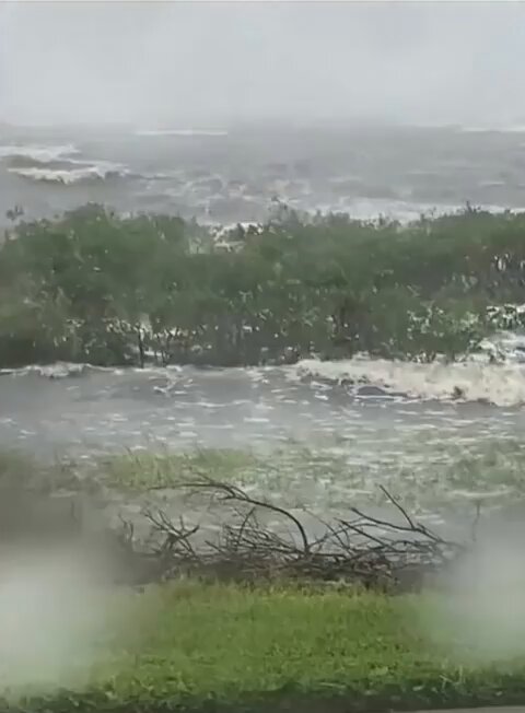 How mangroves protect the shore from violent waves.