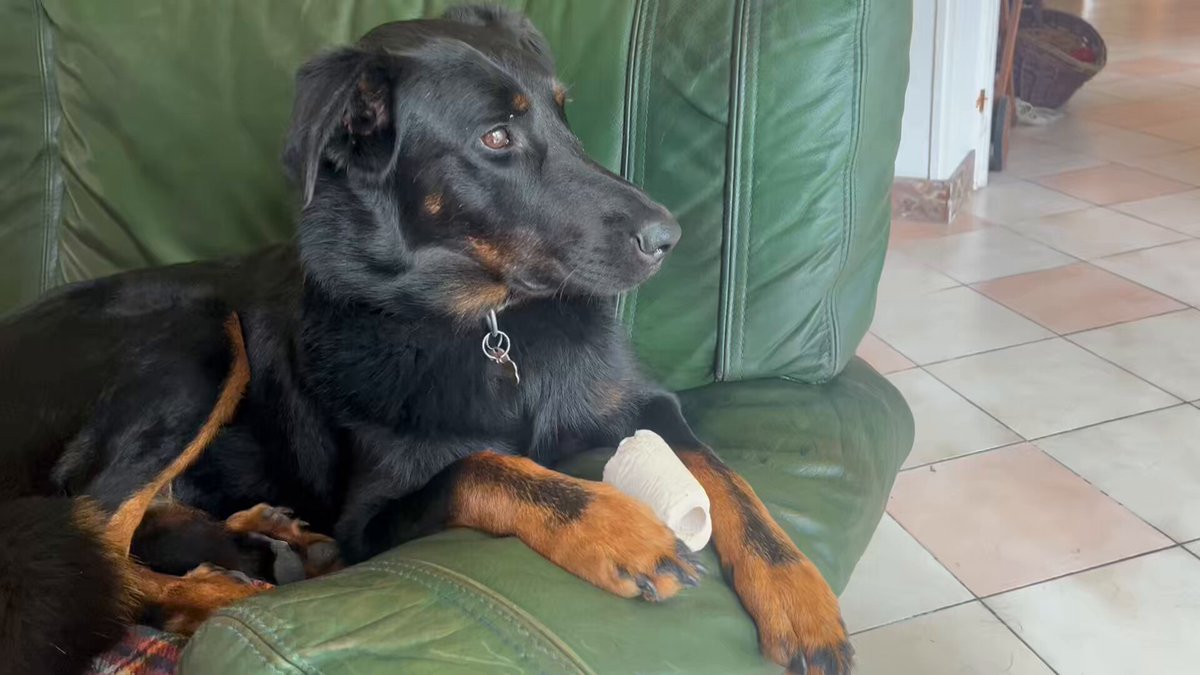 Coucouaf ! Comme Rover ne mange pas bien, il est parti chez le dogteur. Il est resté à la clinique. Il devrait revenir cet aprèm. Je te tiens au courant Chuis une chienne esseulée et malheureuse.