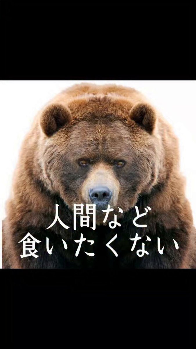 🐻熊が悪いのか、ニュース報道ではなく自分の頭で1回だけ、考えてみて欲しいです 開拓で山は削られ、さらに高度経済成長期に人工林にされたことで、熊たちは住む場所も食べ物も足りていません 殺してもキリがない、 これからは自然の山を返すことが、必要です🌳 IG alice.pi.john.tom 様より